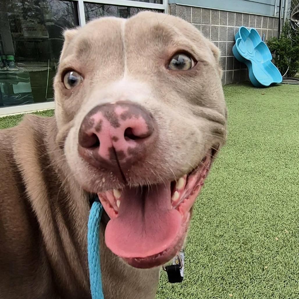 Enlarge Storm, a Adoptable Pit Bull Terrier in Chattanooga, TN image 2/6