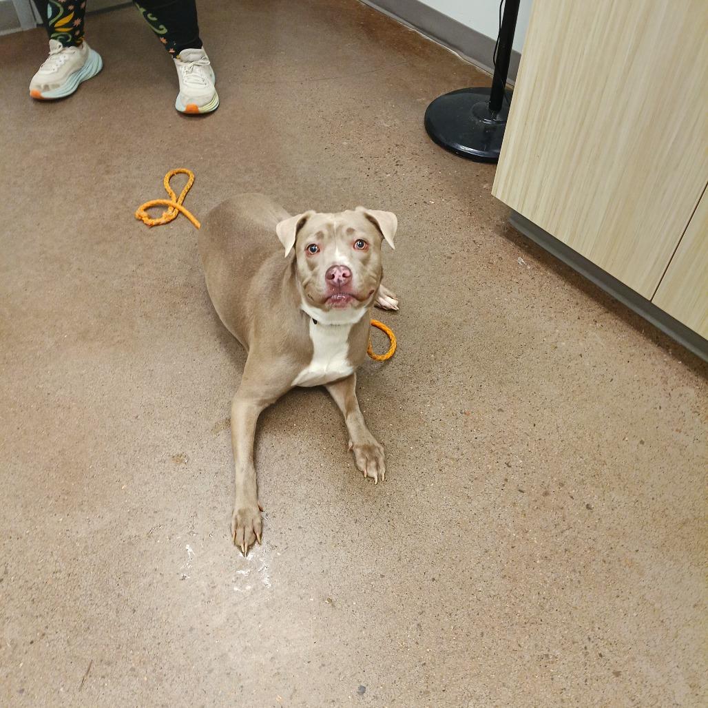 Enlarge Storm, a Adoptable Pit Bull Terrier in Chattanooga, TN image 3/6