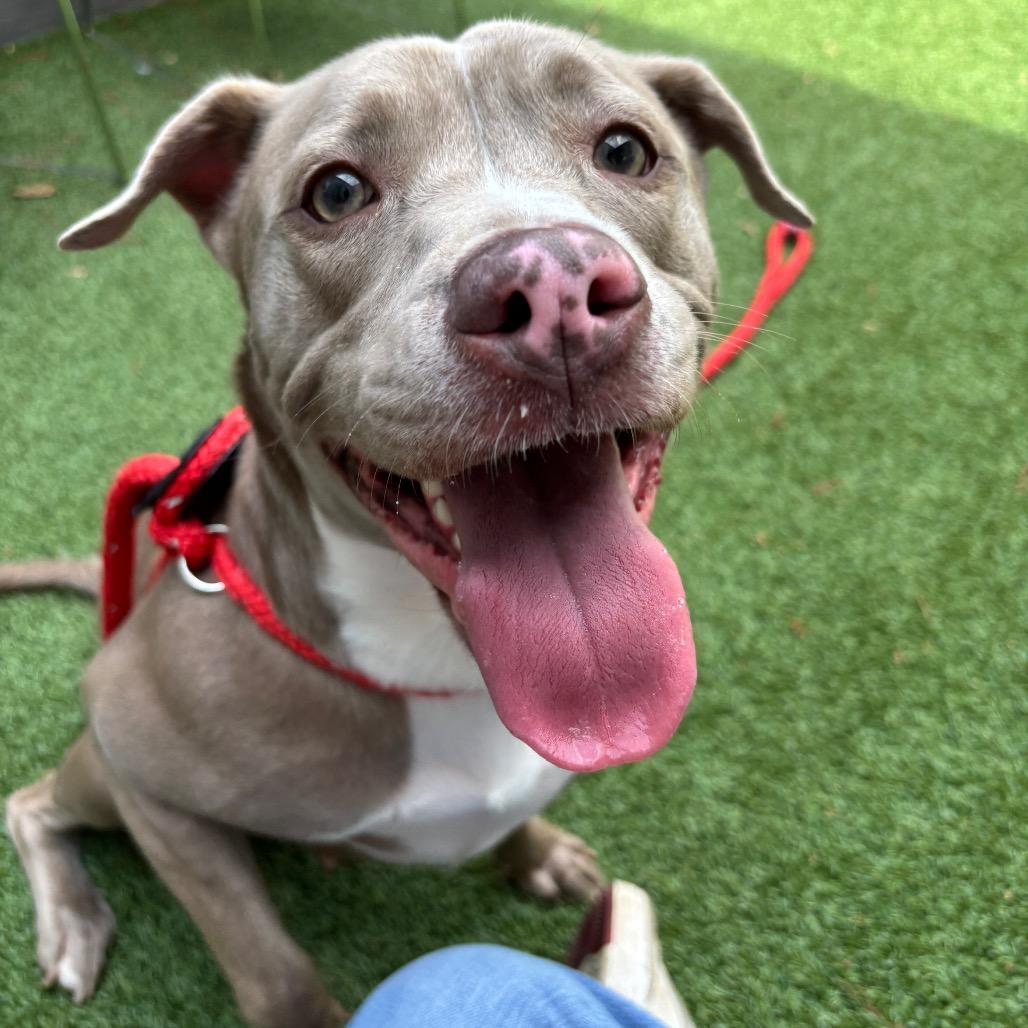 Enlarge Storm, a Adoptable Pit Bull Terrier in Chattanooga, TN image 4/6