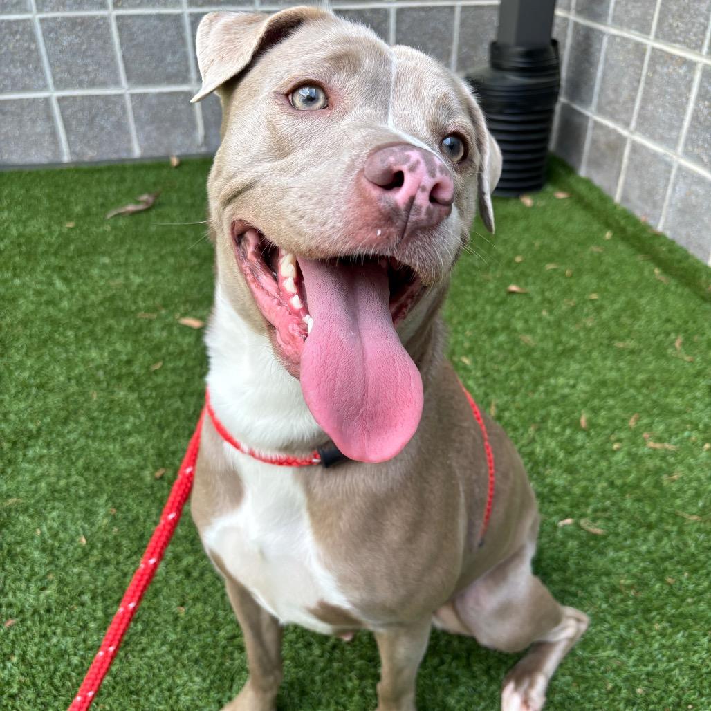 Enlarge Storm, a Adoptable Pit Bull Terrier in Chattanooga, TN image 4/6