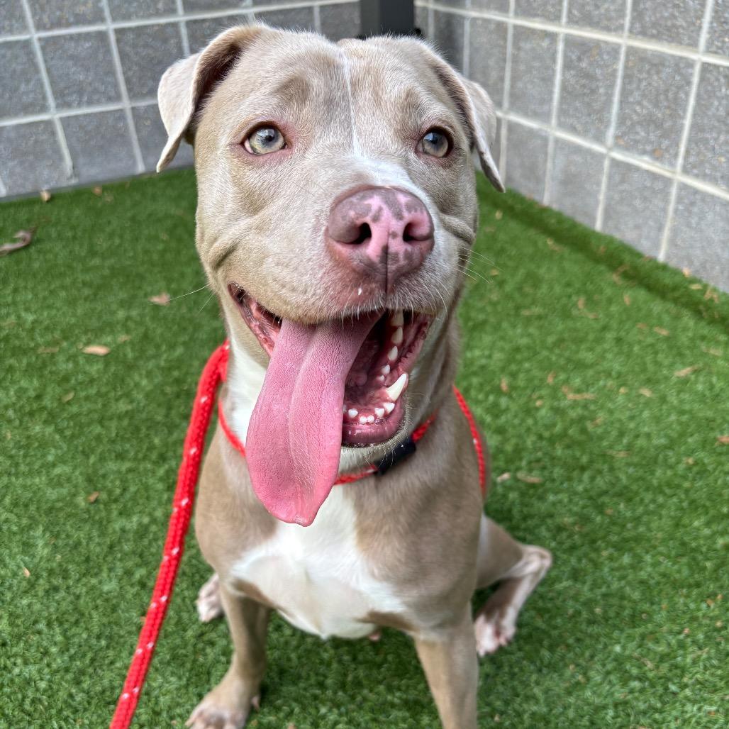 Enlarge Storm, a Adoptable Pit Bull Terrier in Chattanooga, TN image 5/6