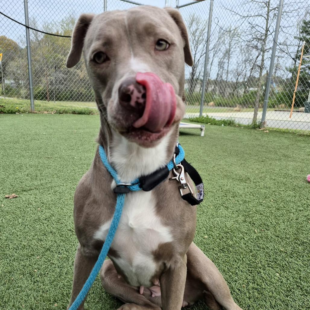 Enlarge Storm, a Adoptable Pit Bull Terrier in Chattanooga, TN image 6/6