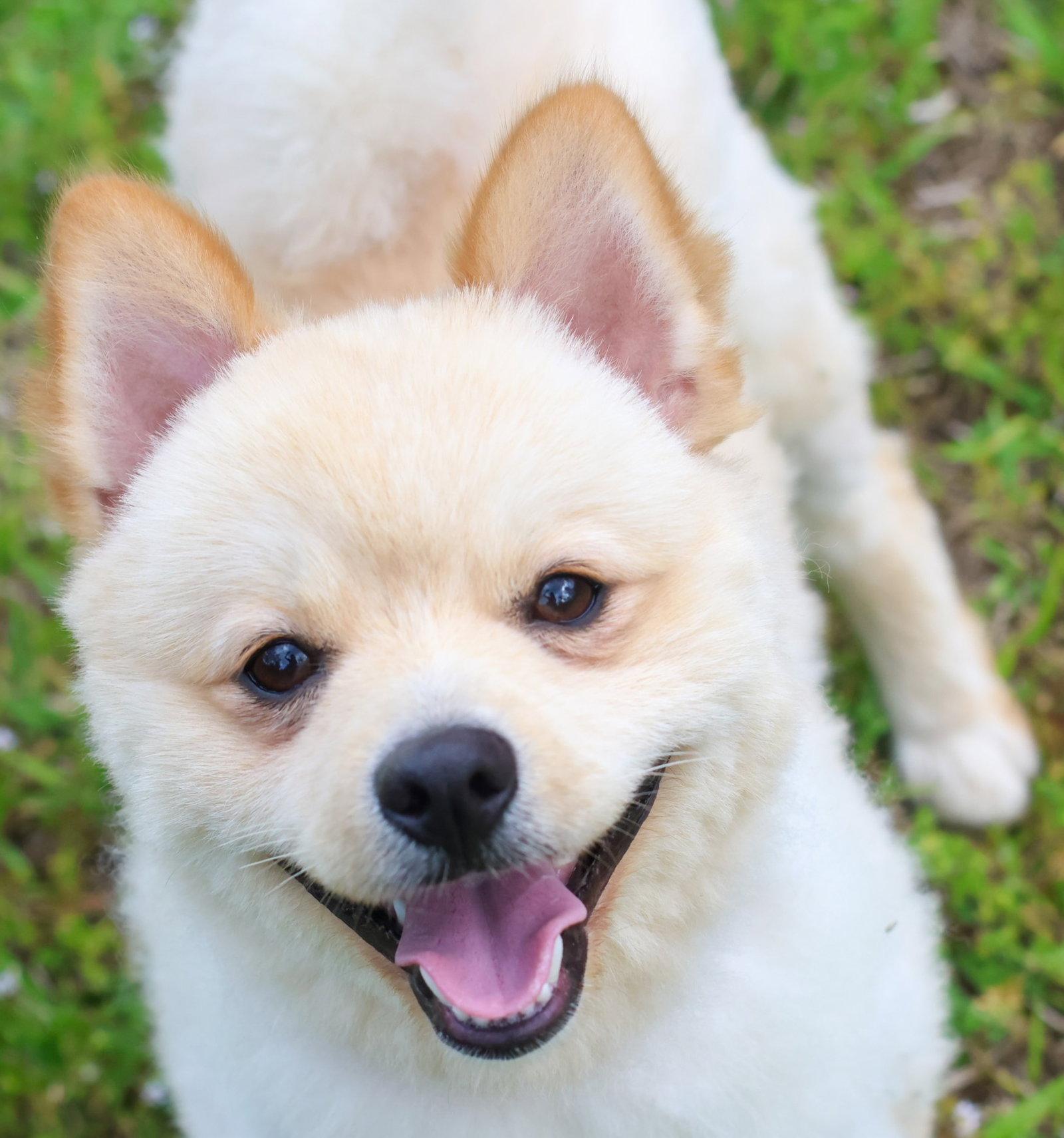 Koa Floof, Adopted, Young Male Pomeranian.