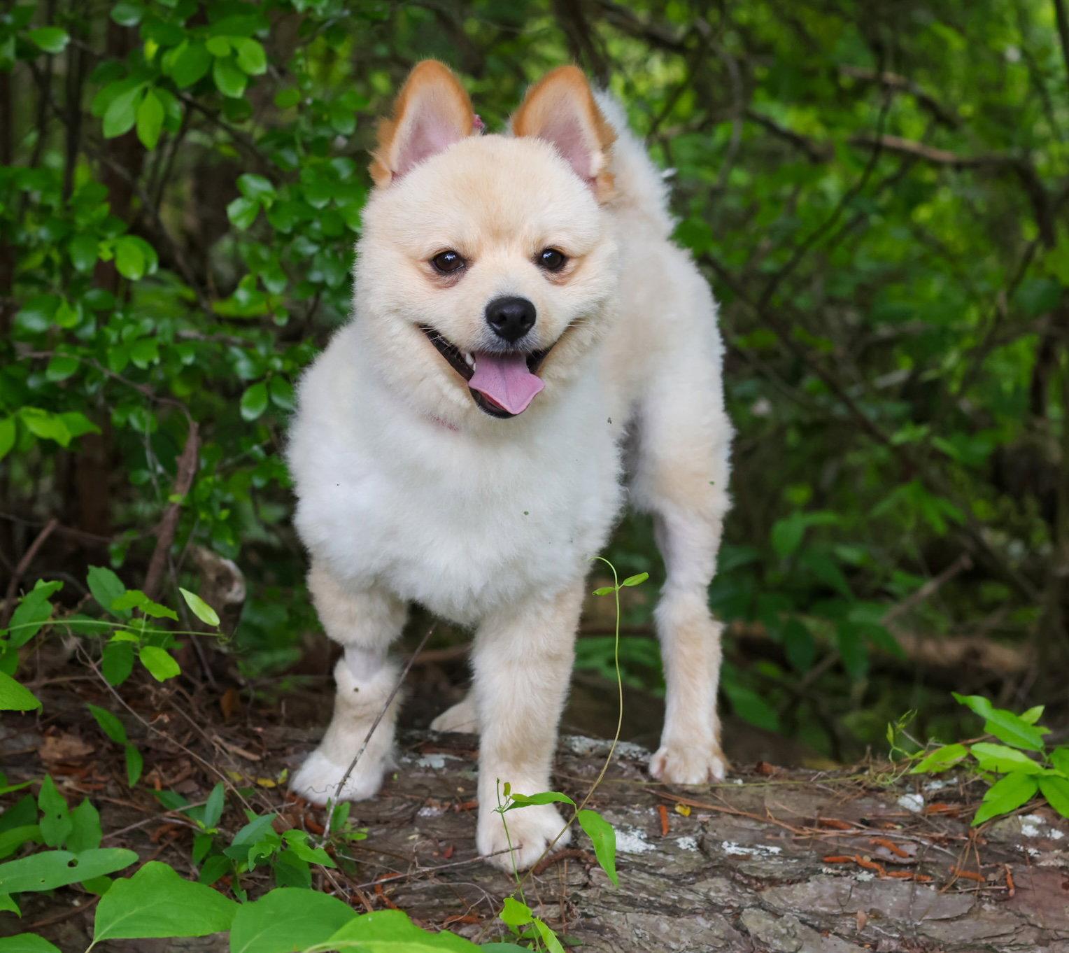 Koa Floof, a Adopted Pomeranian in Alpharetta, GA image 2/3