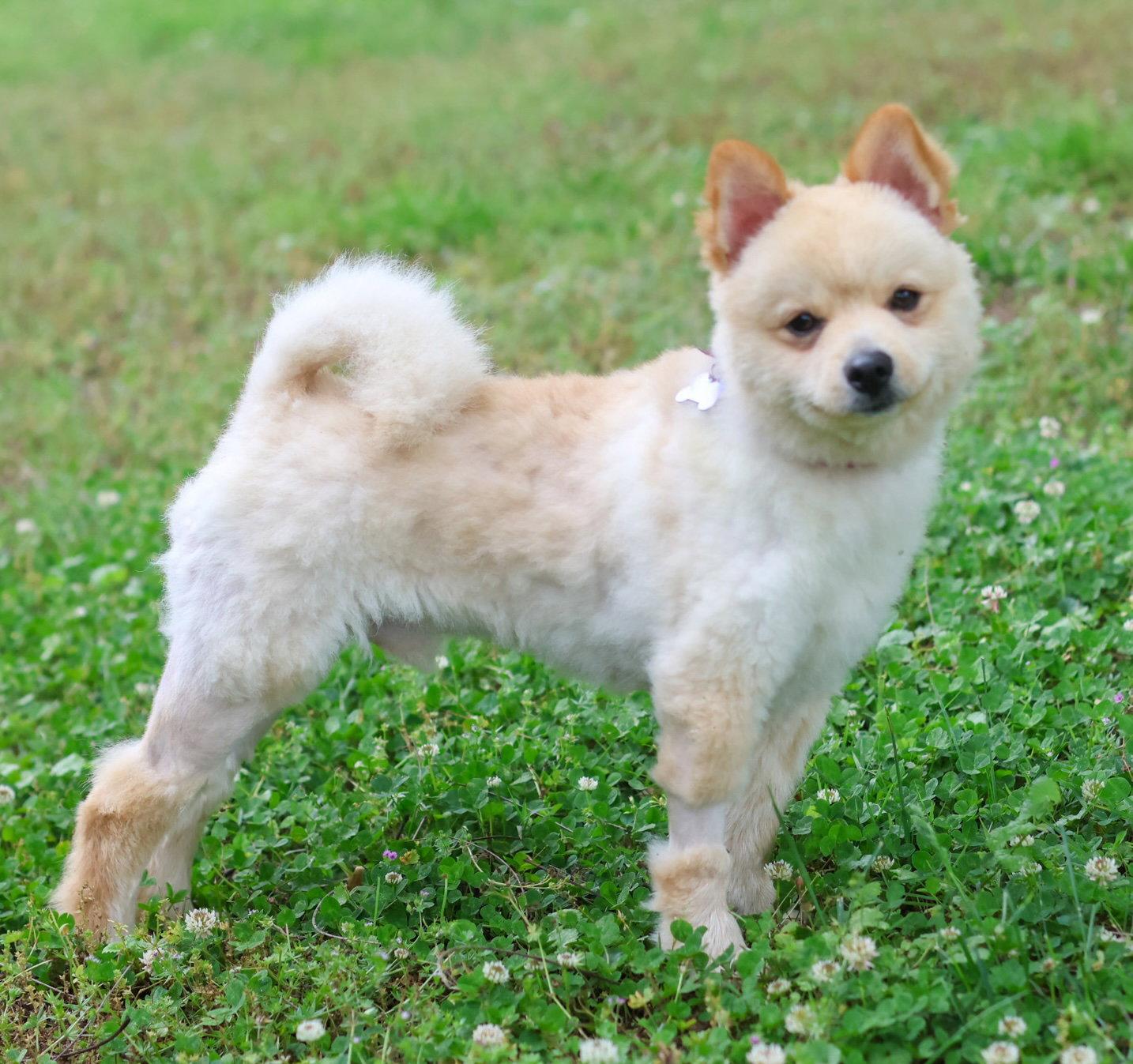 Koa Floof, a Adopted Pomeranian in Alpharetta, GA image 3/3
