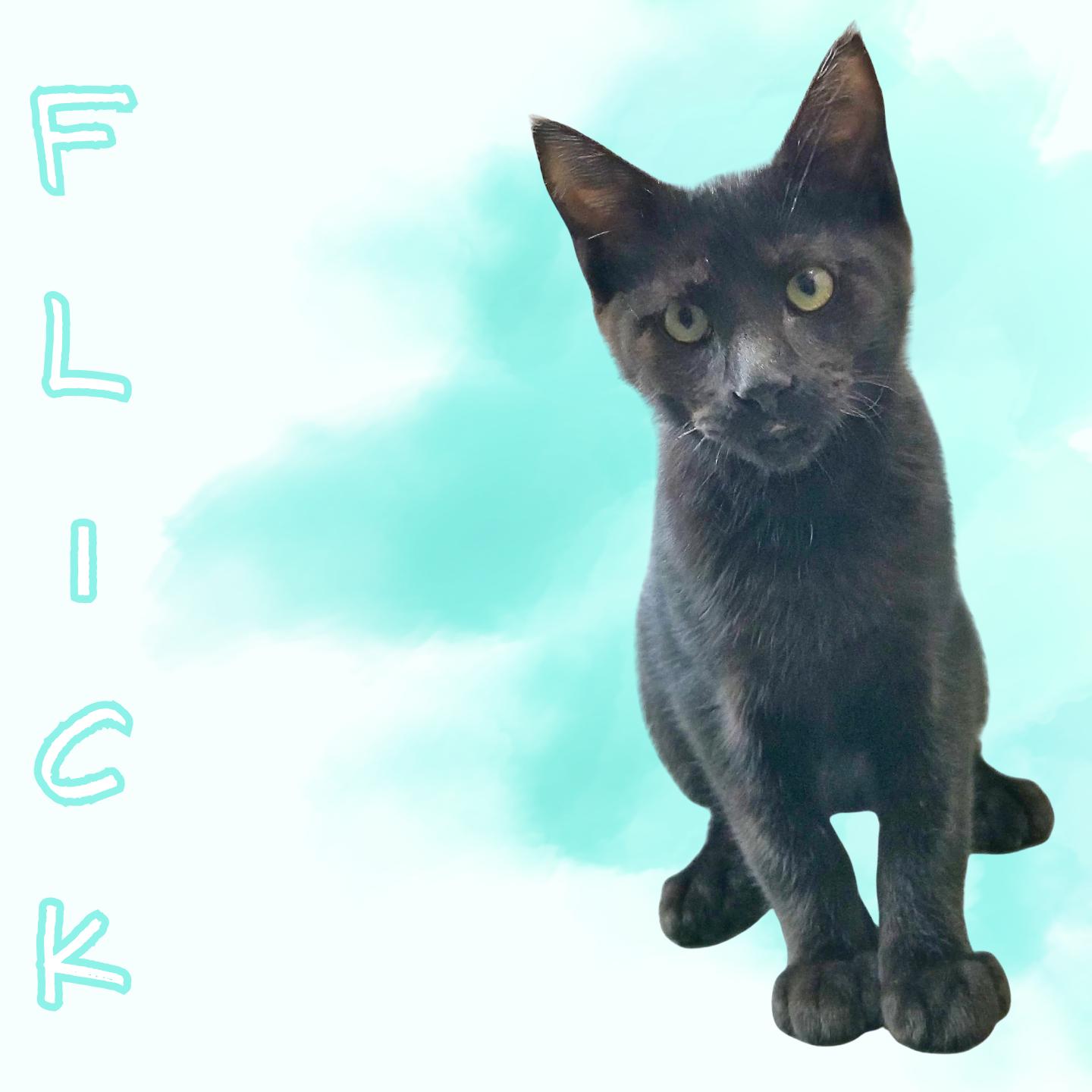 Enlarge Flick, a Adoptable Domestic Short Hair in Aransas Pass, TX image 4/4