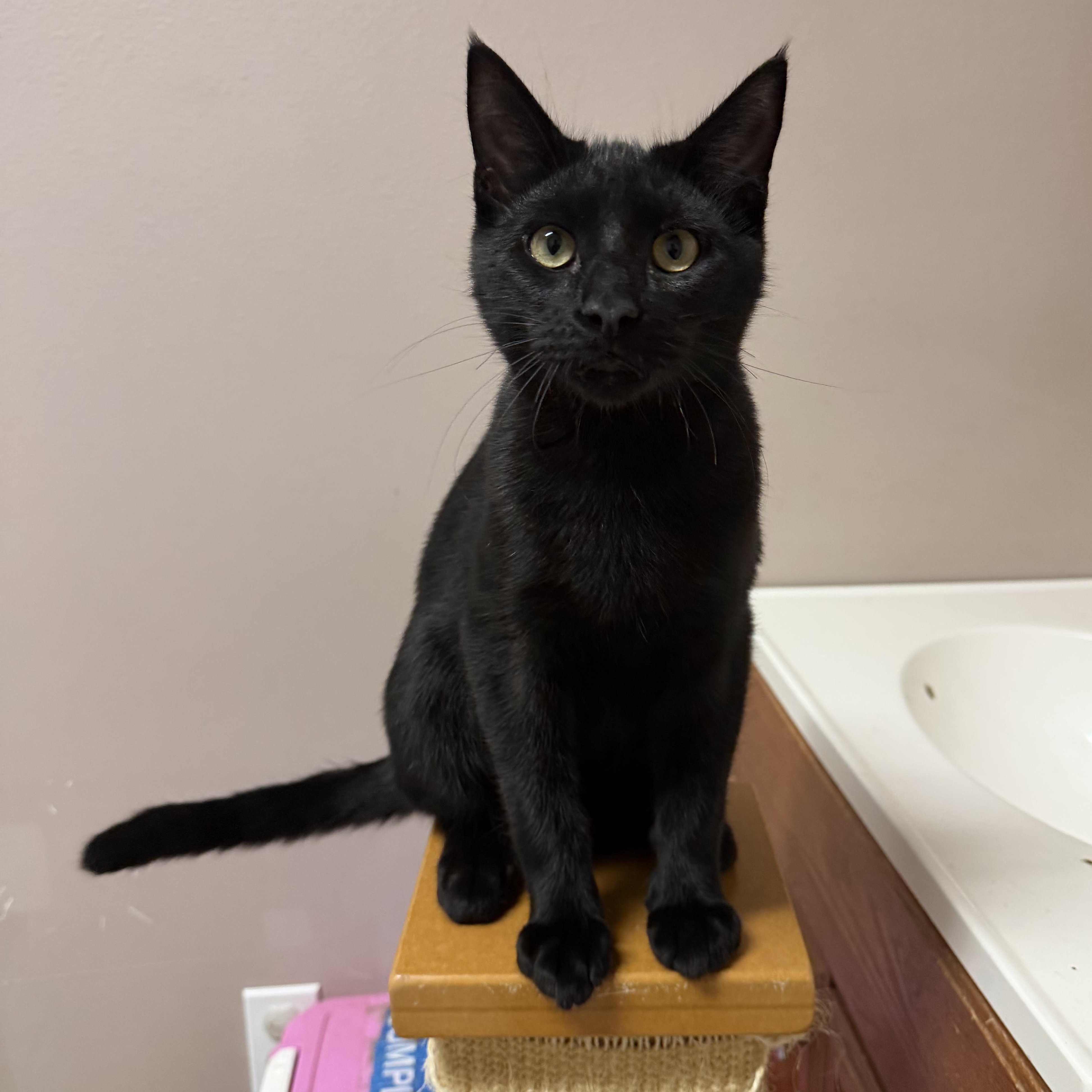 Enlarge Flick, a Adoptable Domestic Short Hair in Aransas Pass, TX image 2/4