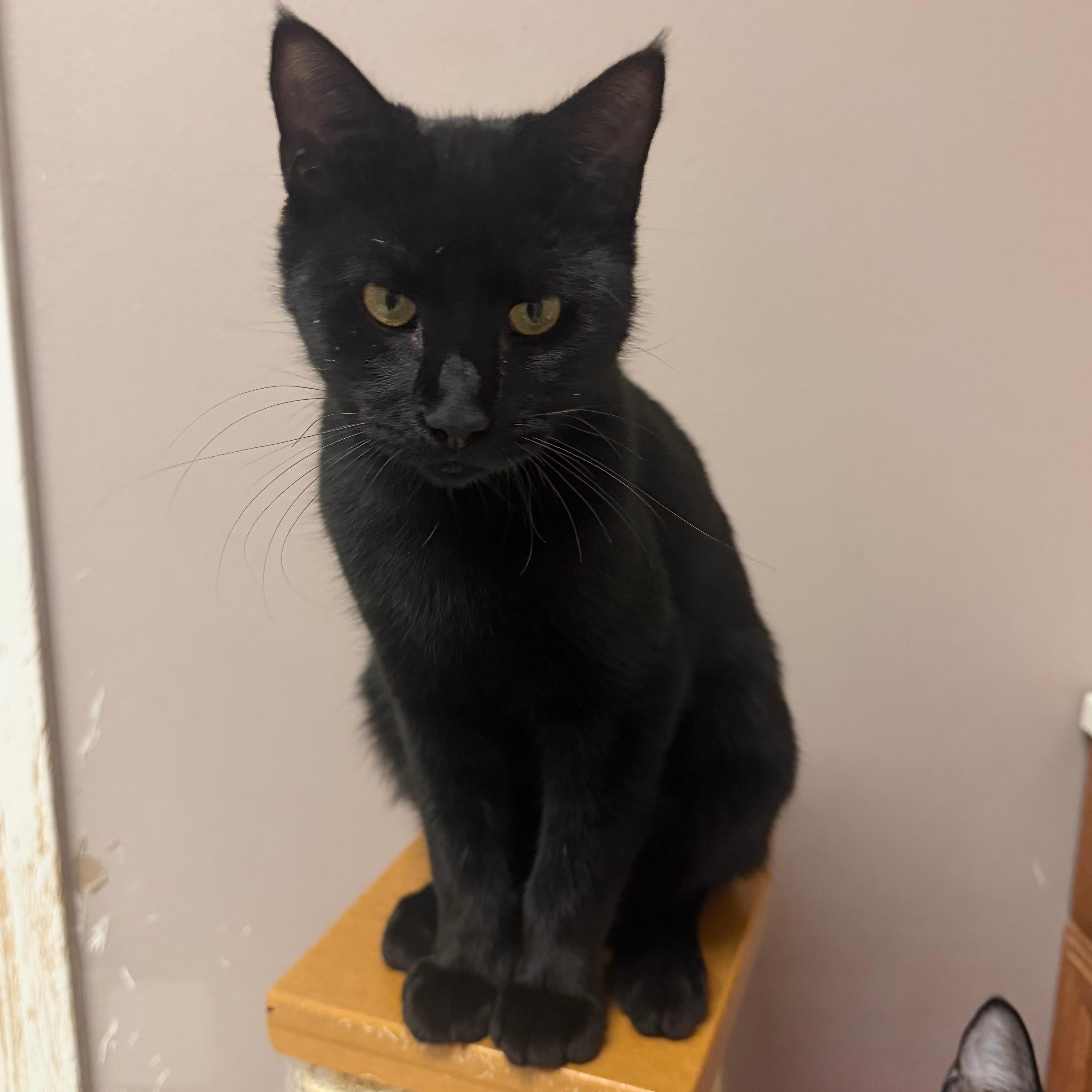 Enlarge Flick, a Adoptable Domestic Short Hair in Aransas Pass, TX image 1/4
