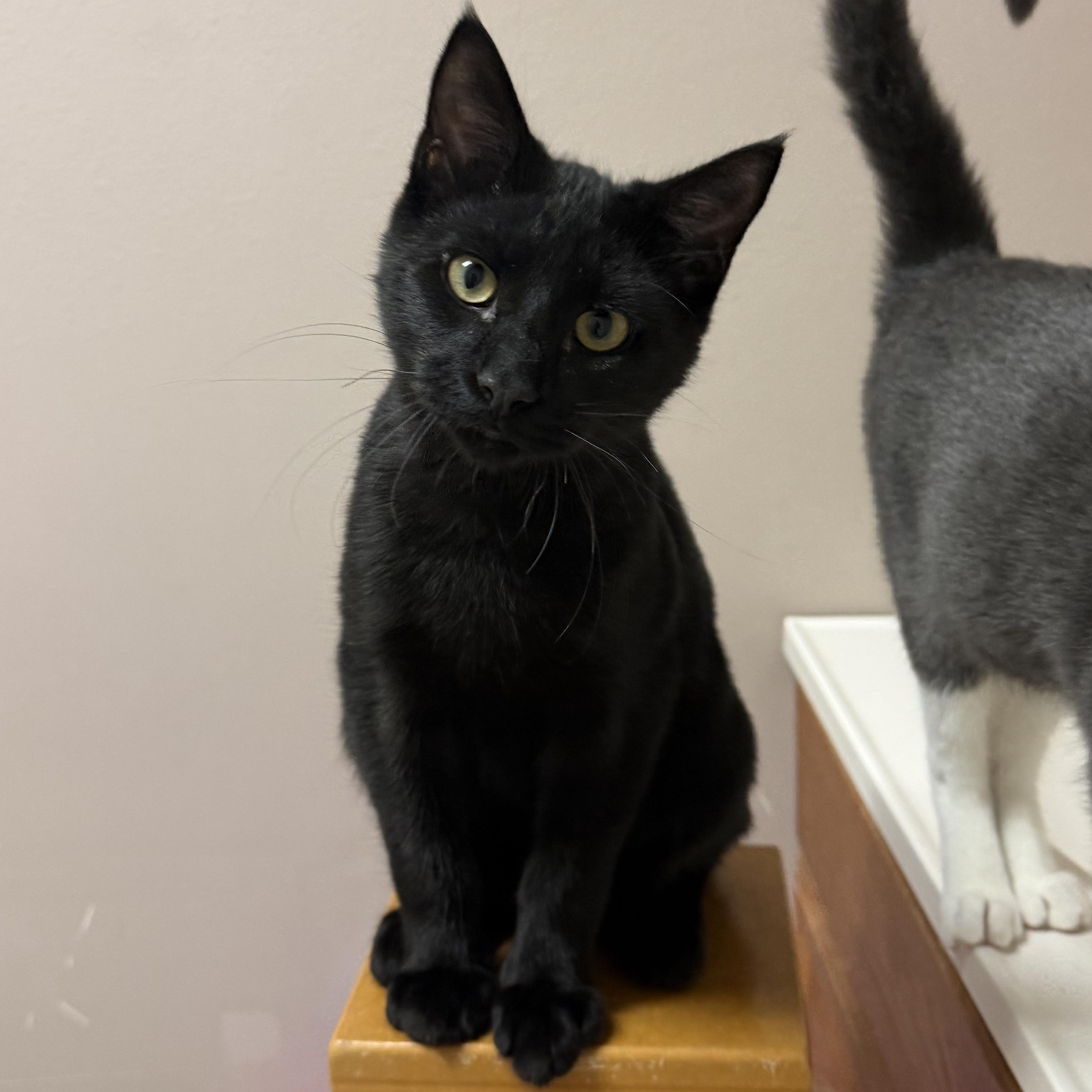 Enlarge Flick, a Adoptable Domestic Short Hair in Aransas Pass, TX image 3/4