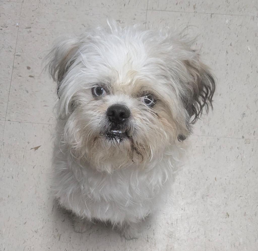 Draco, Adoptable, Young Male Lhasa Apso.