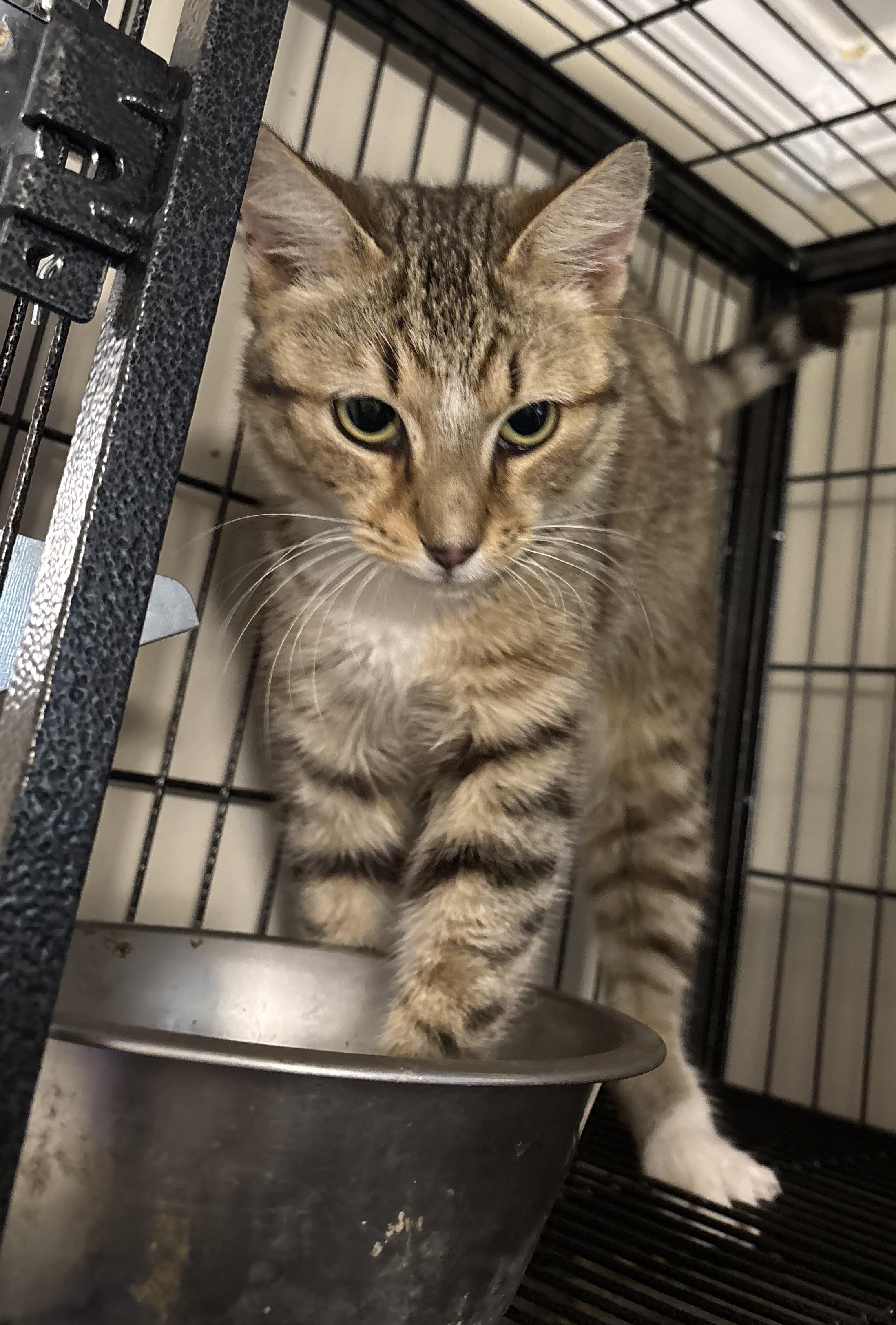 Quinn, Adoptable, Young Male Domestic Short Hair.