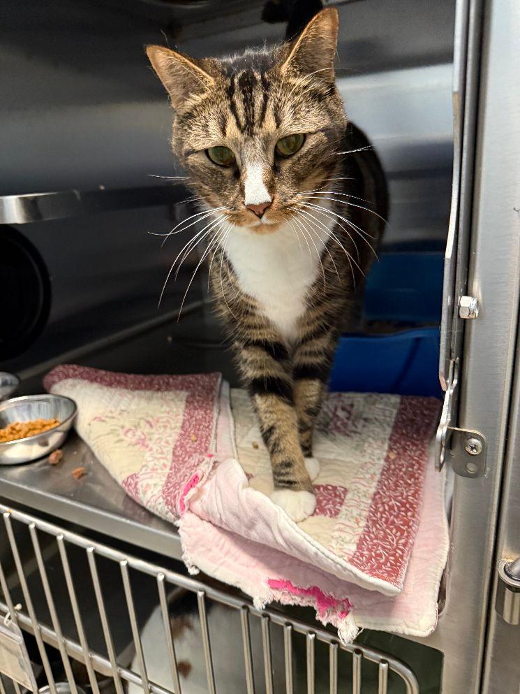 Link, Adoptable, Adult Male Domestic Short Hair.