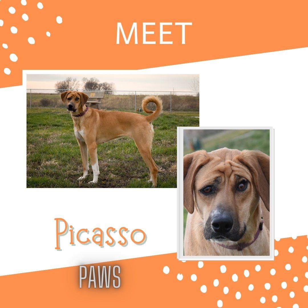 Picasso, Adoptable, Adult Female Great Pyrenees.