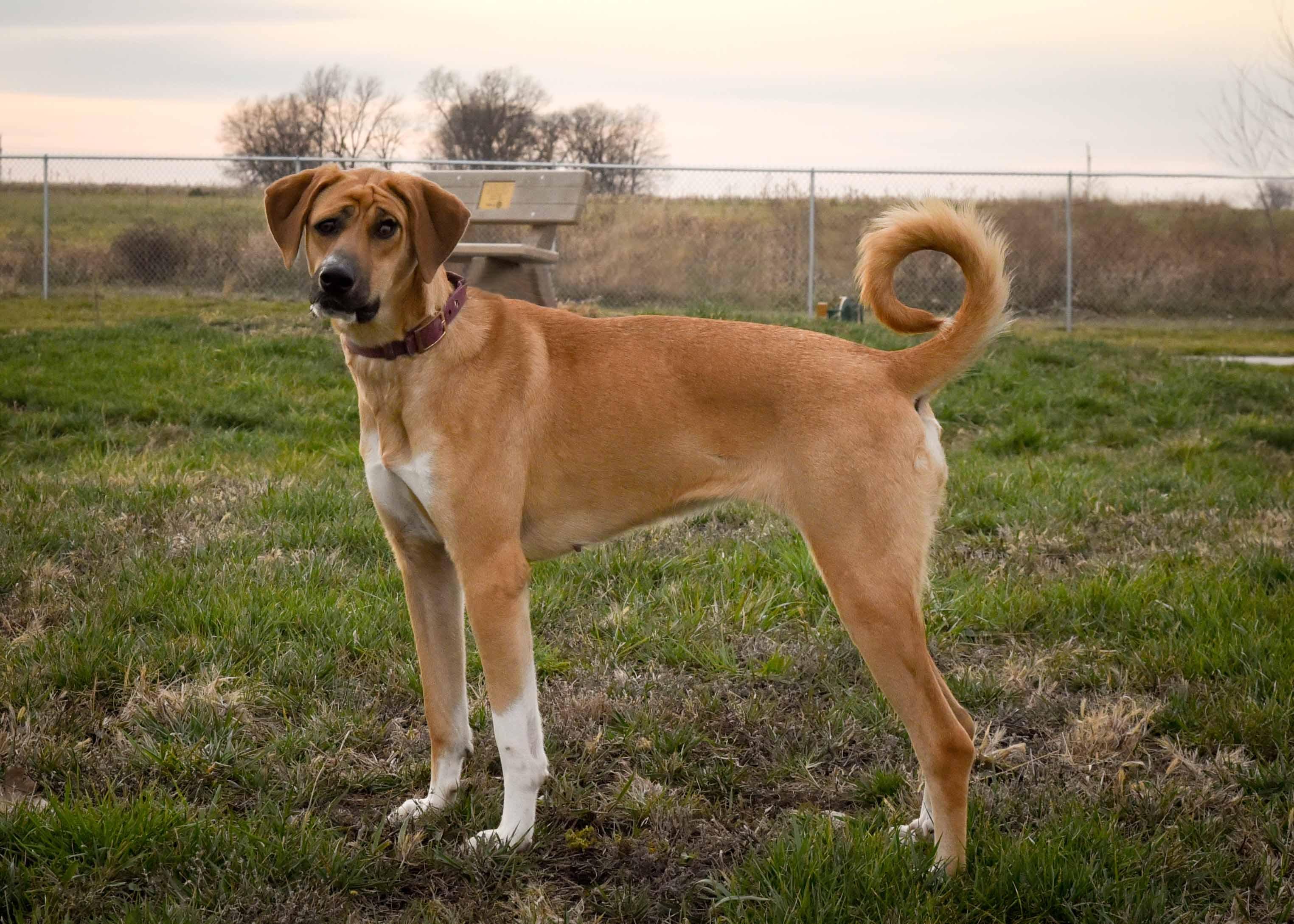 Picasso, a Adoptable mixed breed in Jefferson, IA image 3/3