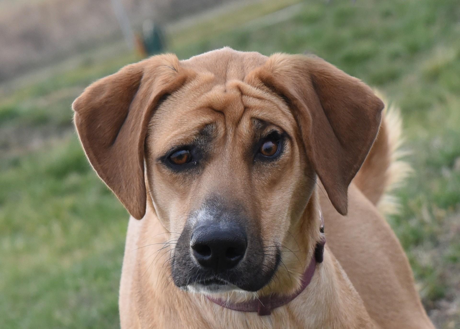 Picasso, a Adoptable mixed breed in Jefferson, IA image 2/3