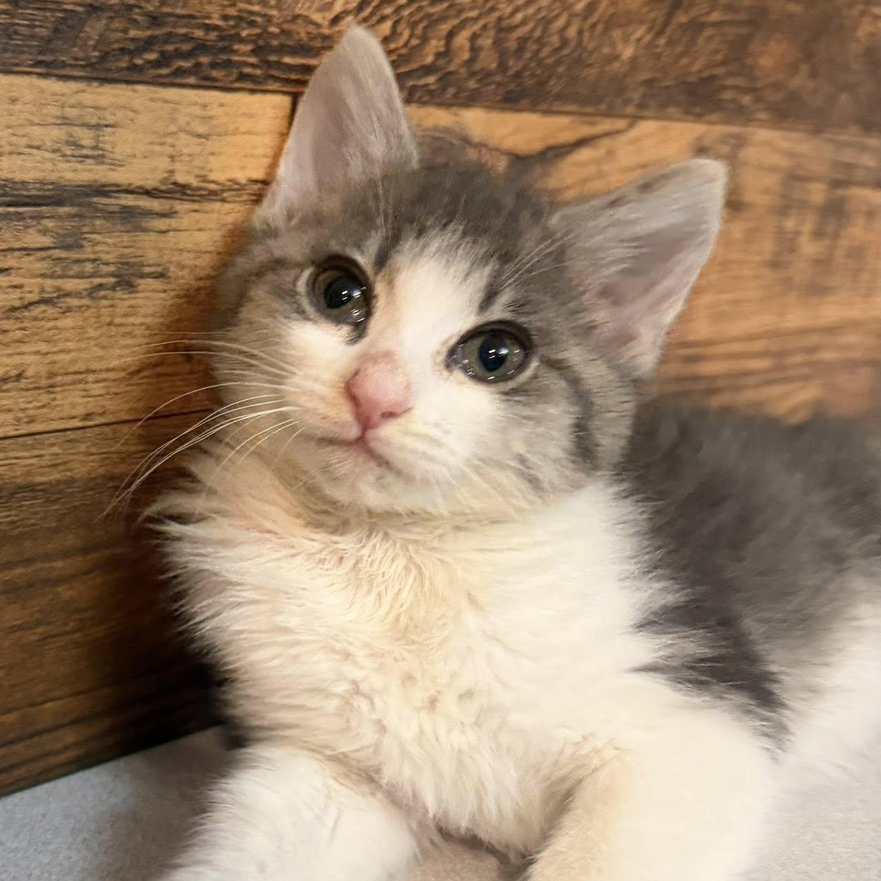 Icelynn, adopted, Kitten Female Domestic Short Hair.