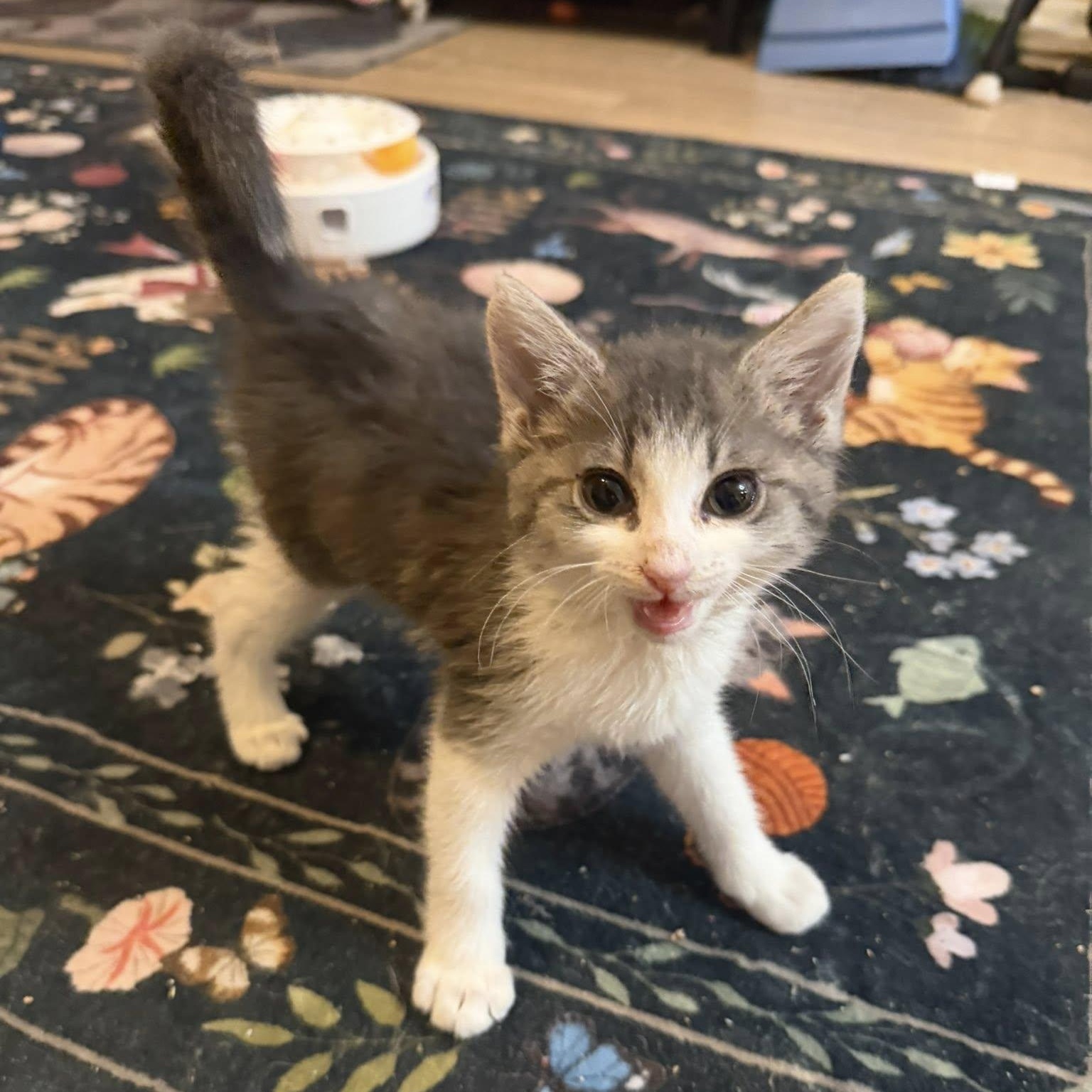 Icelynn, an adopted Domestic Short Hair in Queen Creek, AZ image 4/6
