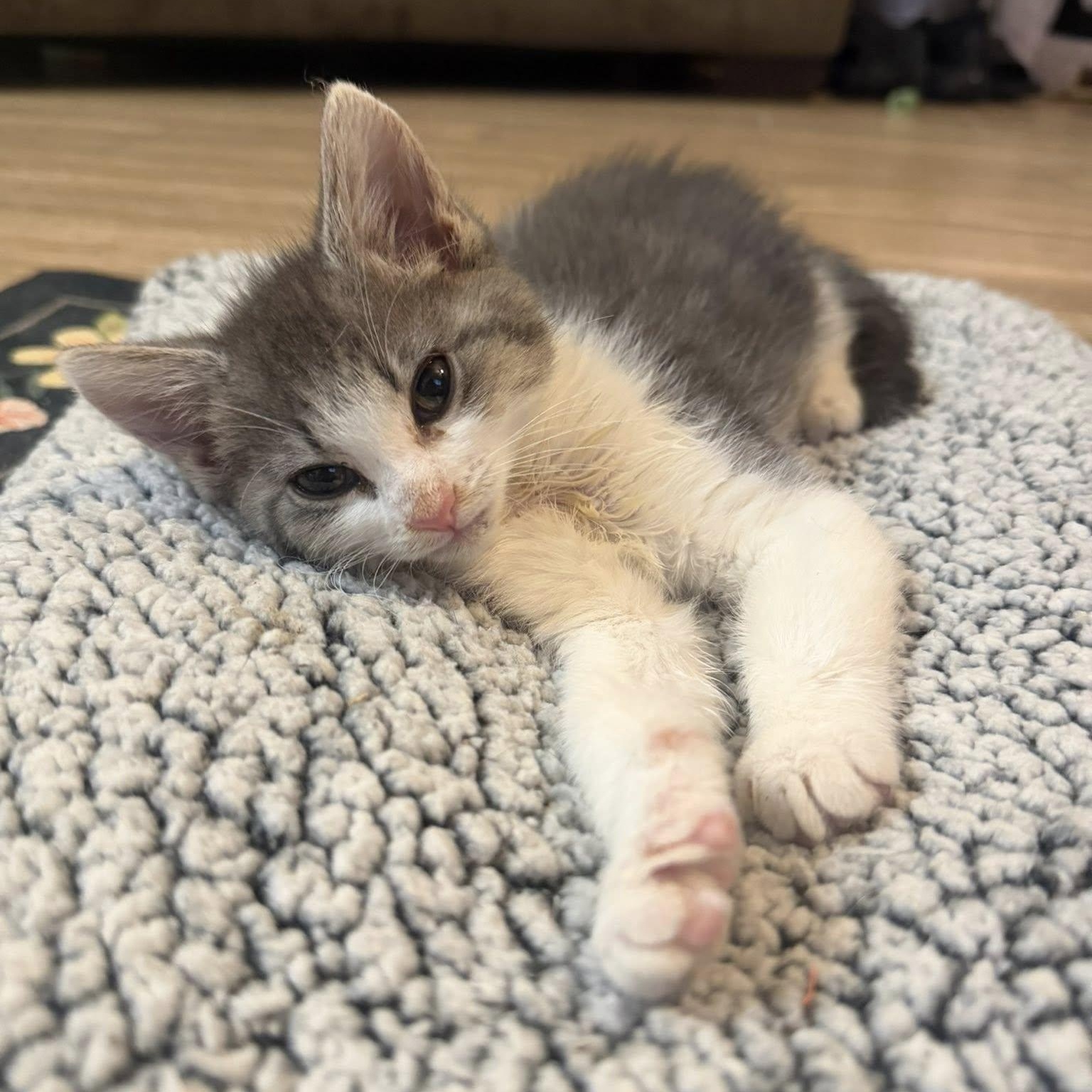 Icelynn, an adopted Domestic Short Hair in Queen Creek, AZ image 5/6