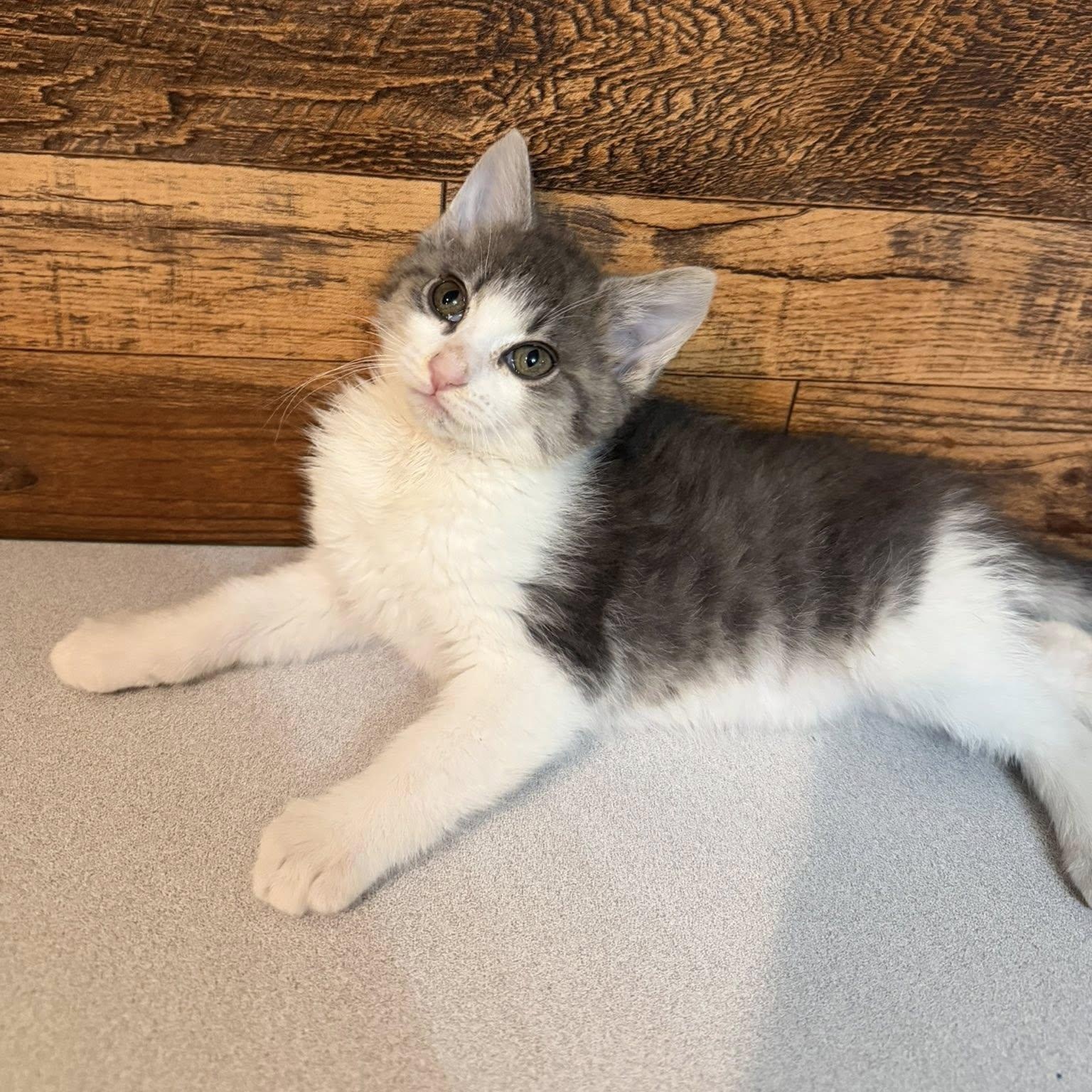 Icelynn, an adopted Domestic Short Hair in Queen Creek, AZ image 6/6