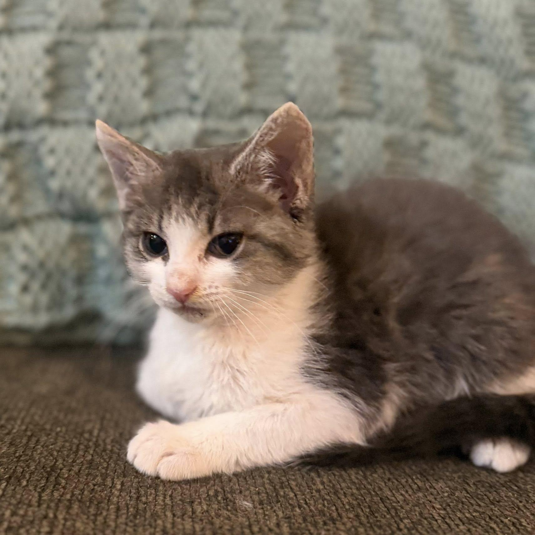 Icelynn, an adopted Domestic Short Hair in Queen Creek, AZ image 3/6