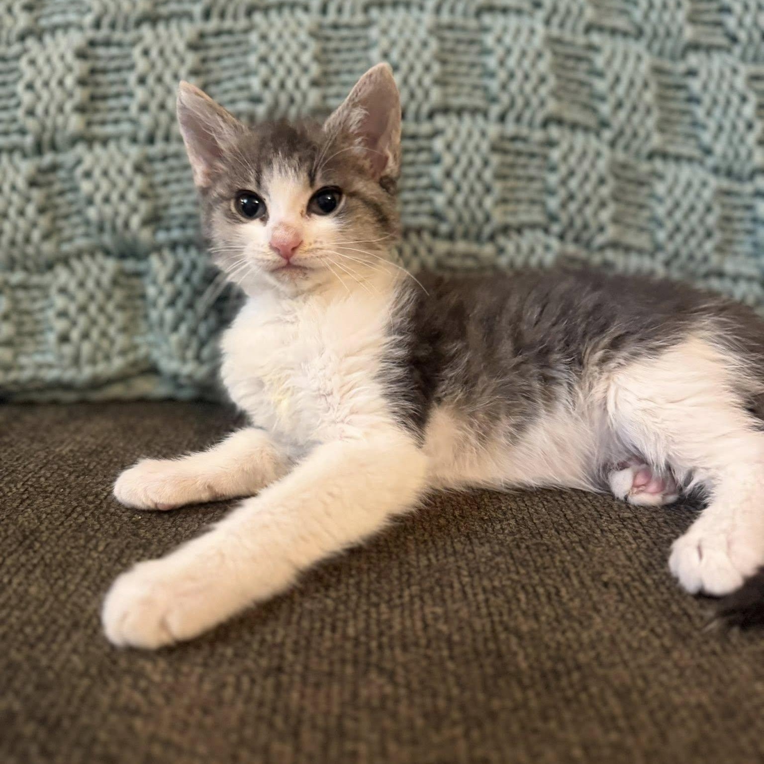 Icelynn, an adopted Domestic Short Hair in Queen Creek, AZ image 2/6