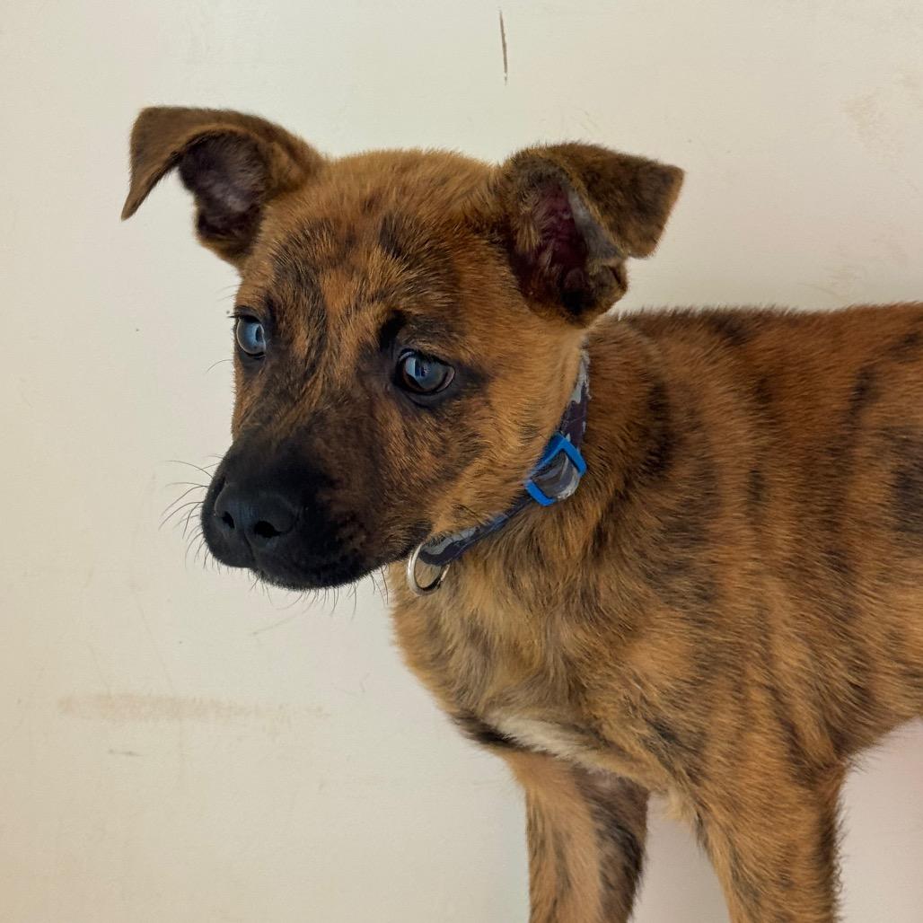 Bertinelli, Adoptable, Puppy Male Pit Bull Terrier.
