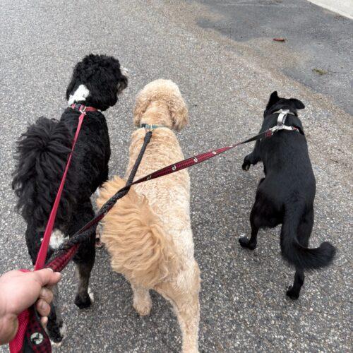 Gracie (Veronica), Adoptable, Young Female Border Collie & German Shepherd Dog.