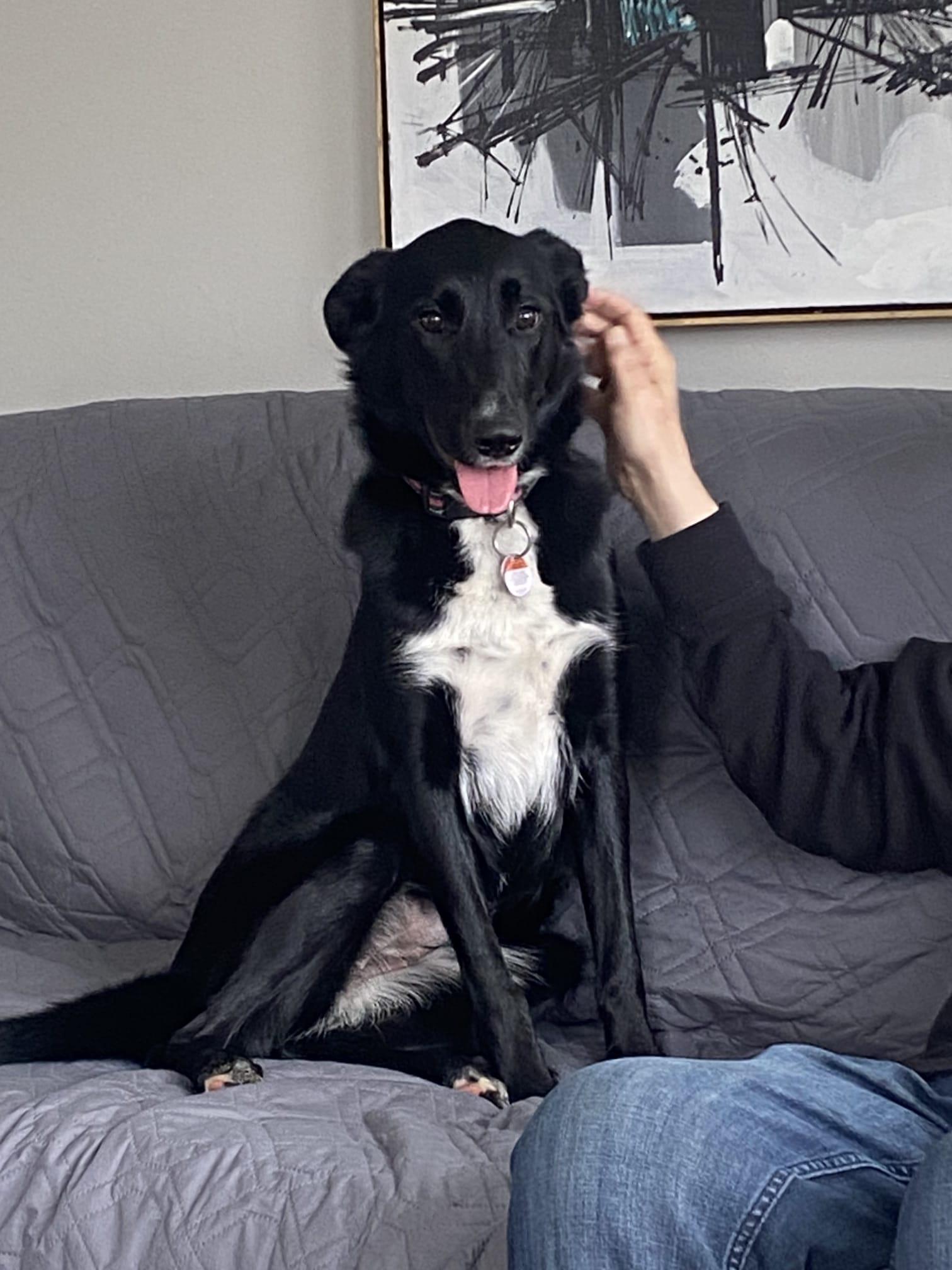 Enlarge Gracie (Veronica), a Adoptable mixed breed in Vienna, ON image 4/5