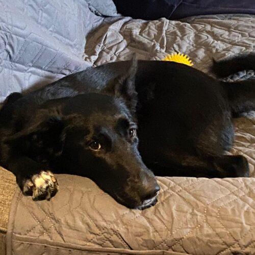 Gracie (Veronica), a Adoptable mixed breed in Vienna, ON image 3/6