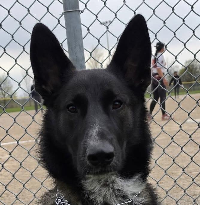 Gracie (Veronica), a Adoptable mixed breed in Vienna, ON image 5/6