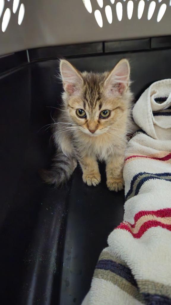 Moon Face, Adoptable, Kitten Female Domestic Medium Hair.