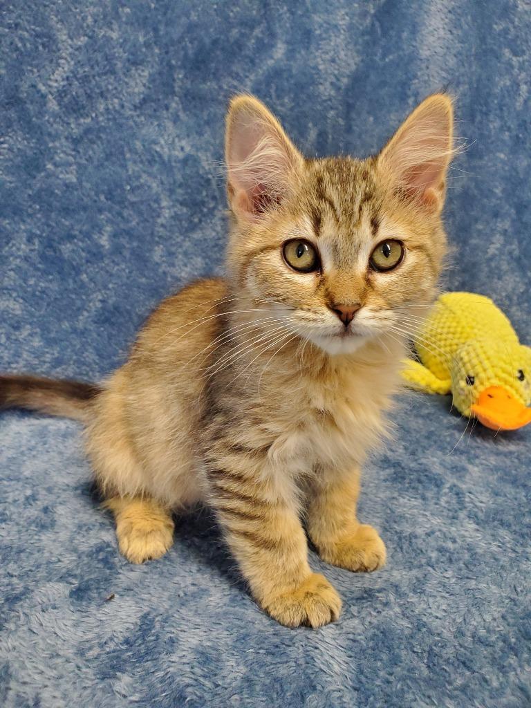 Enlarge Moon Face, a Adoptable mixed breed in Grants Pass, OR image 2/4
