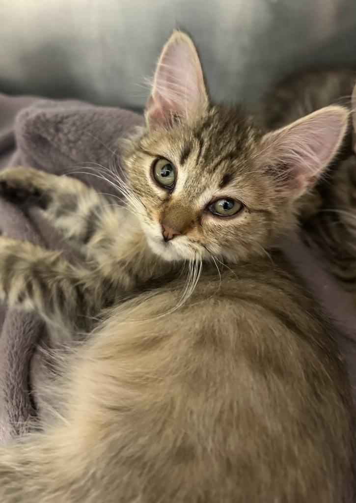 Enlarge Moon Face, a Adoptable mixed breed in Grants Pass, OR image 3/4