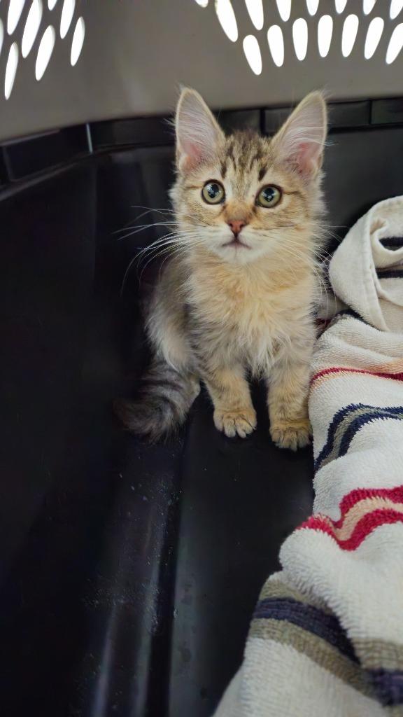 Enlarge Moon Face, a Adoptable mixed breed in Grants Pass, OR image 4/4