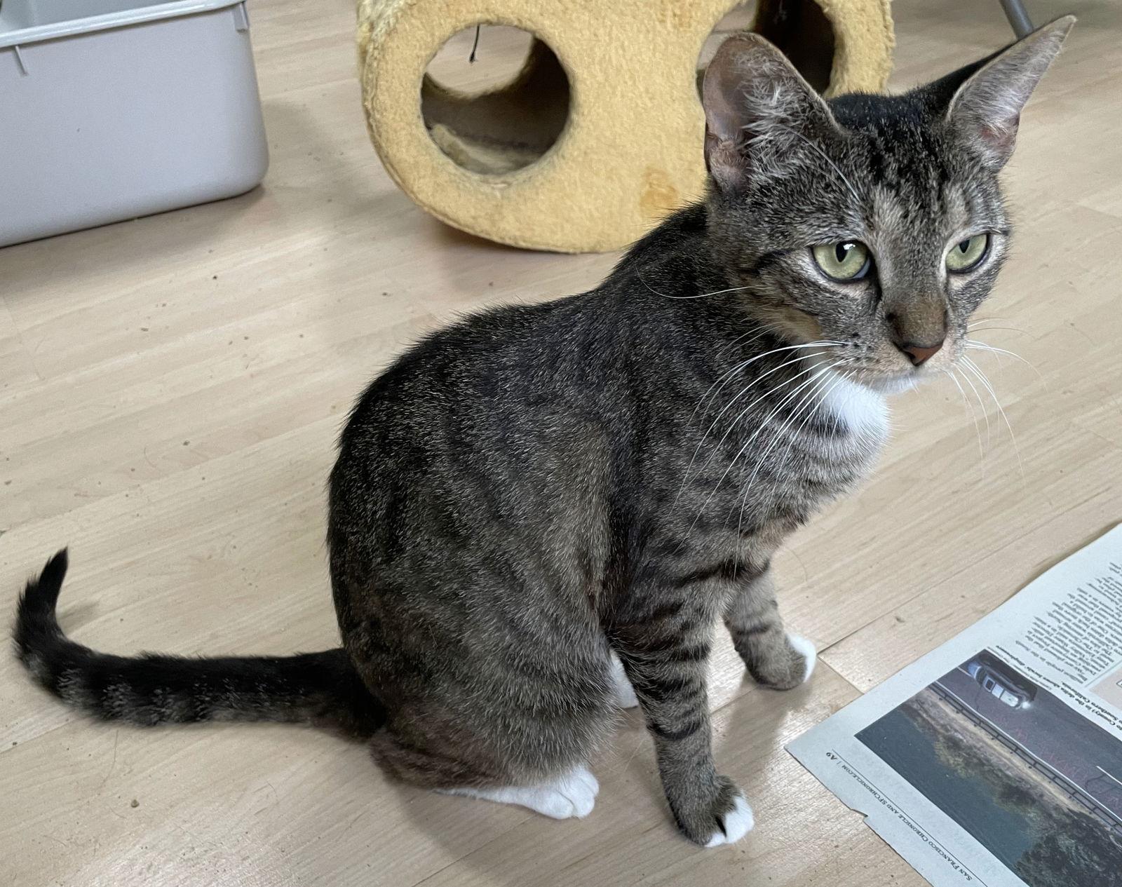 Irene, Adoptable, Adult Female Tabby & Domestic Short Hair.