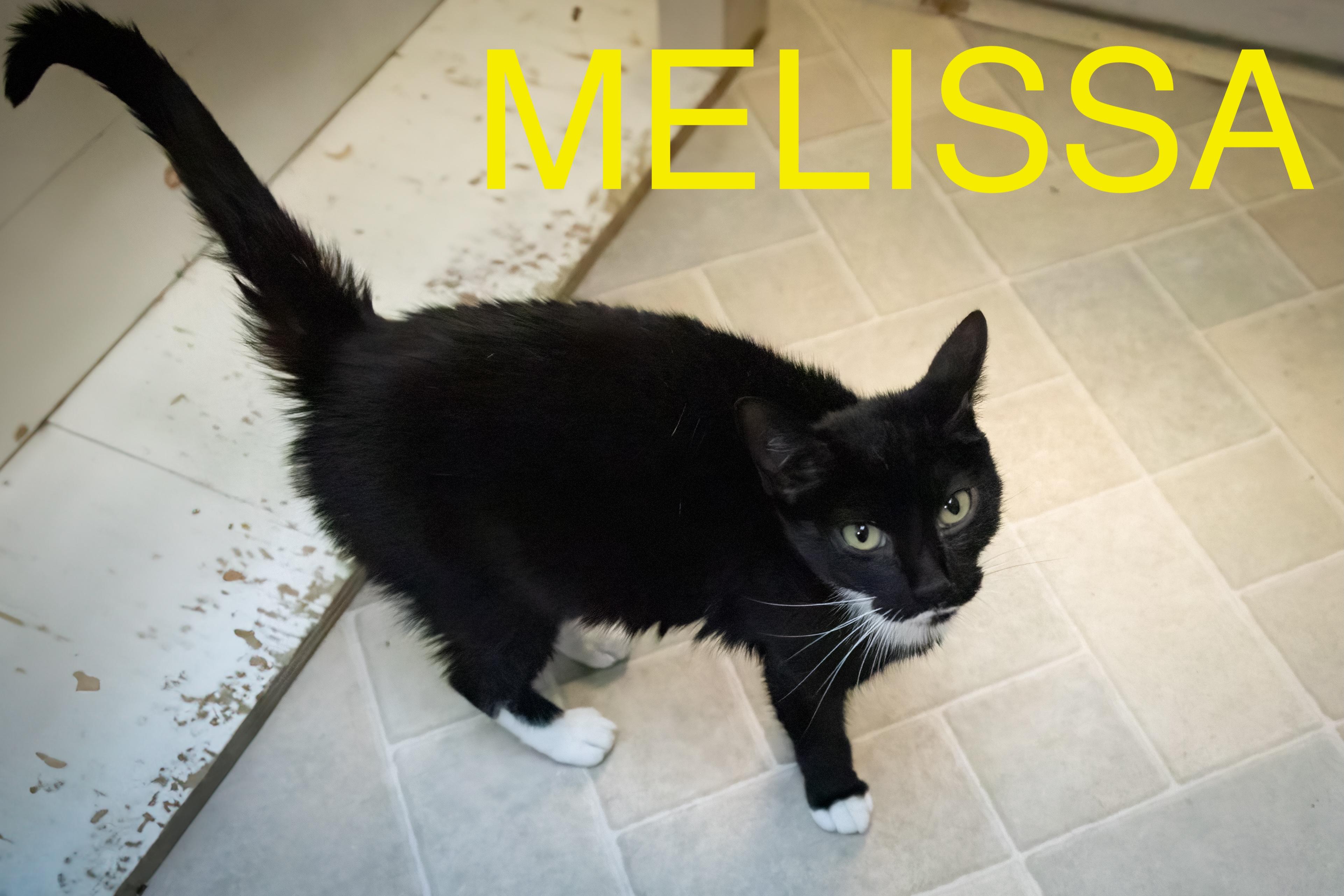 Melissa (FCID# 05/19/2025 - 20 Trainer) 3
