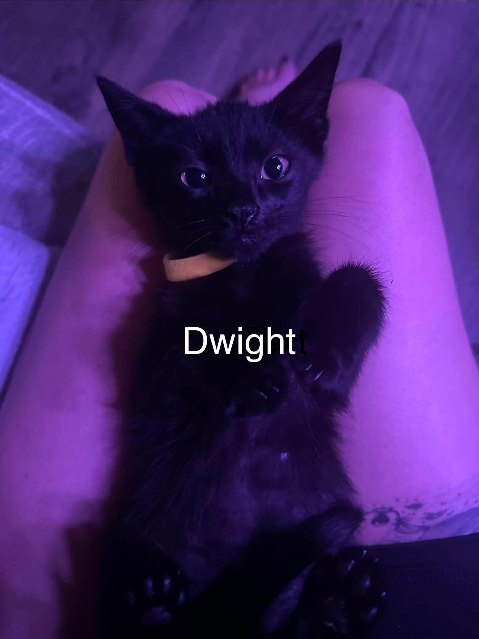 Enlarge Dwight, a ADOPTABLE Domestic Short Hair in Clarksville, TN image 2/2