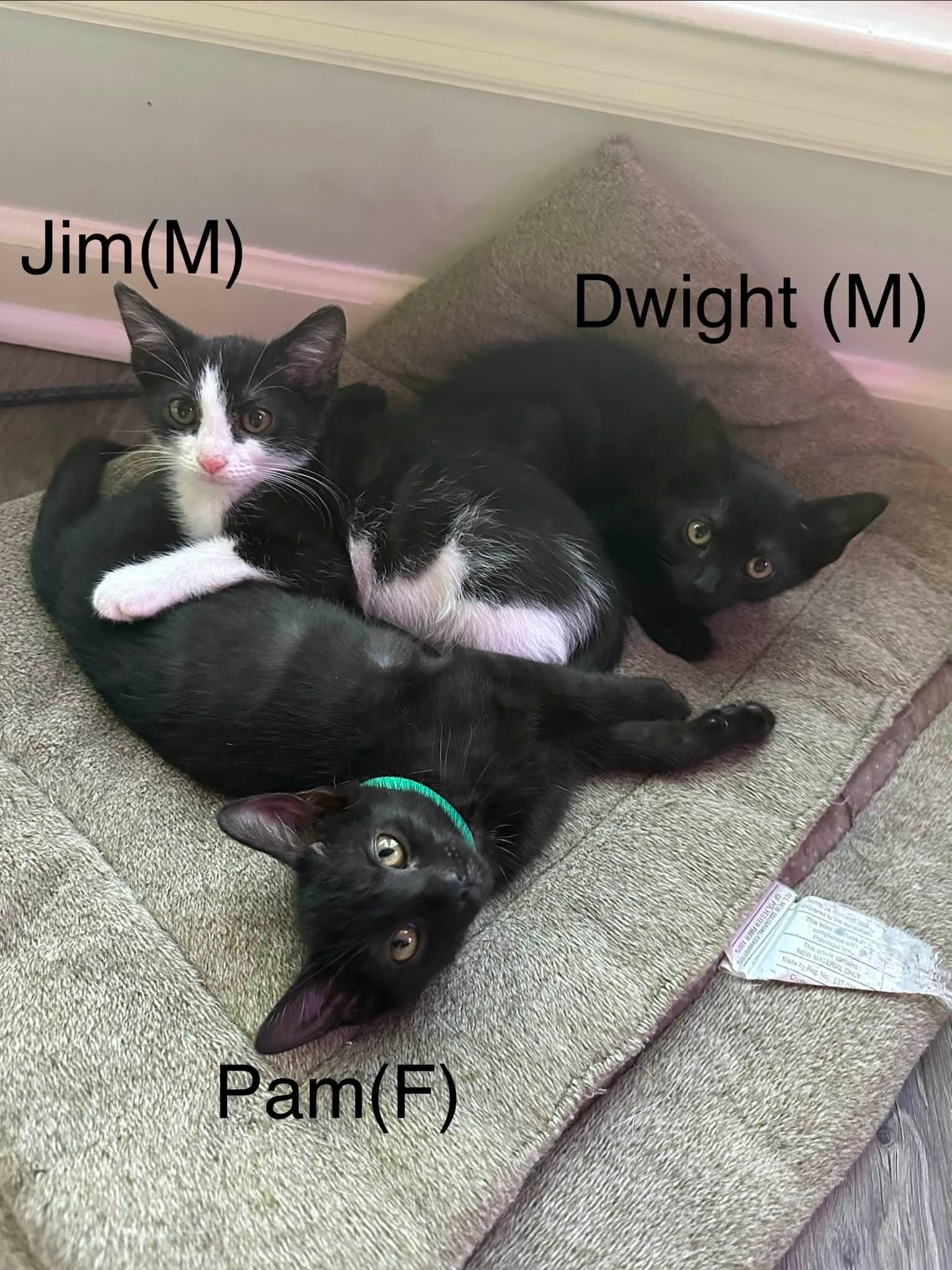Dwight, ADOPTABLE, Kitten Male Domestic Short Hair.