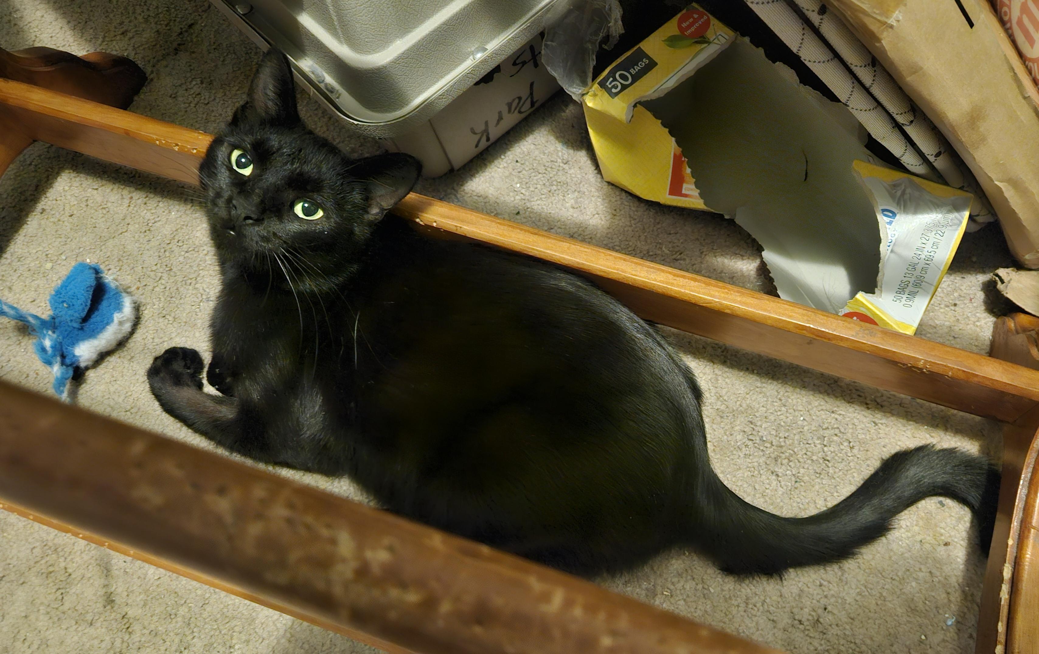 Enlarge Raven, an adoptable mixed breed in Chicago, IL image 3/3