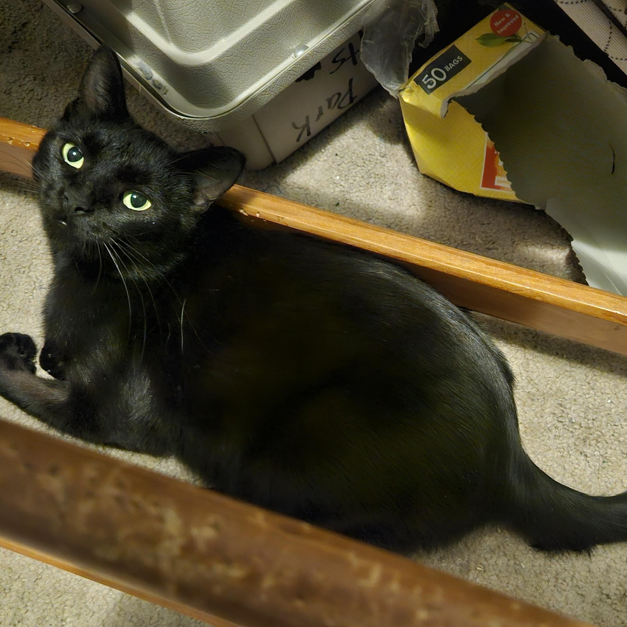 Raven, adoptable, Young Female Domestic Short Hair.