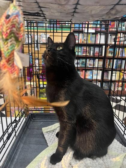 Dior, Adoptable, Adult Female Domestic Short Hair & Domestic Short Hair.