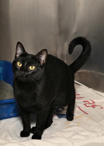 Enlarge Dior, a Adoptable mixed breed in Baton Rouge, LA image 1/1