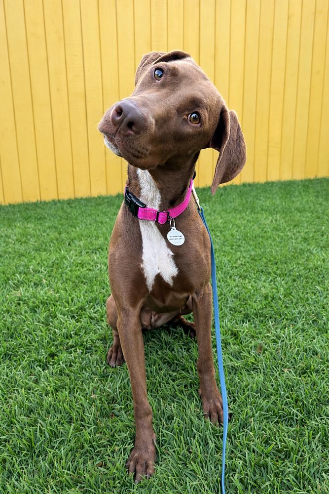 Enlarge Harley, a Adoptable mixed breed in los angeles, CA image 1/6