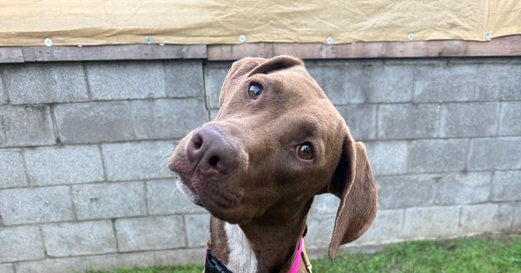 Enlarge Harley, a Adoptable mixed breed in los angeles, CA image 2/6