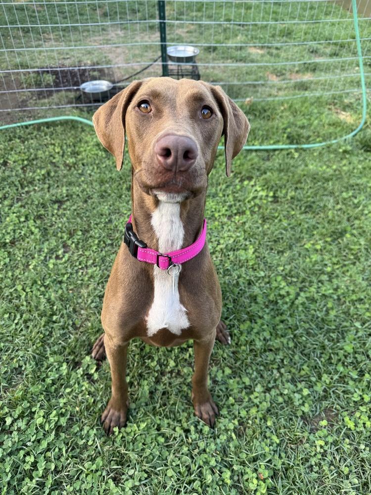 Enlarge Harley, a Adoptable mixed breed in los angeles, CA image 4/6