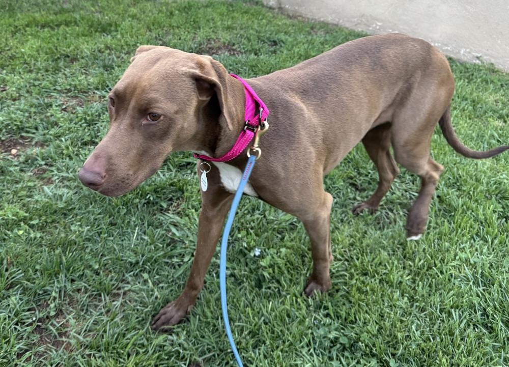 Enlarge Harley, a Adoptable mixed breed in los angeles, CA image 6/6