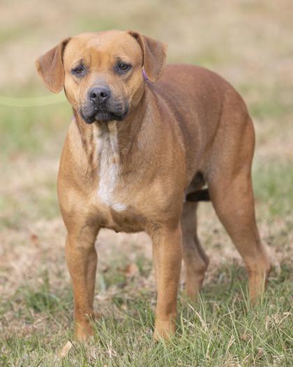 Enlarge Red, a ADOPTABLE mixed breed in Bedford, IN image 1/1