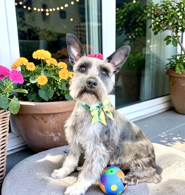 Enlarge Sailor, an adopted Miniature Schnauzer in Perry, IA image 4/6