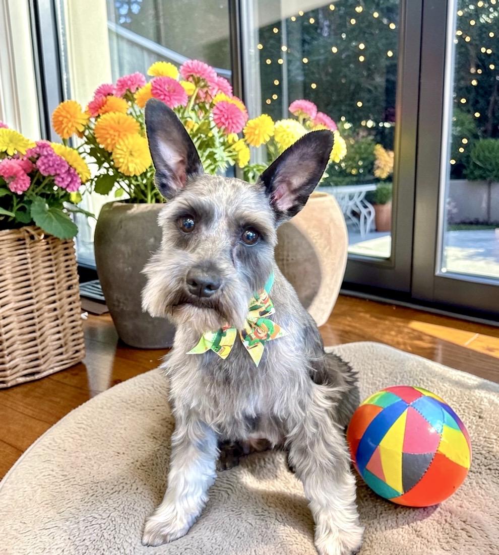 Enlarge Sailor, an adopted Miniature Schnauzer in Perry, IA image 5/6