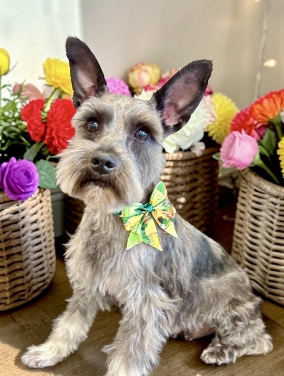 Enlarge Sailor, an adopted Miniature Schnauzer in Perry, IA image 3/6